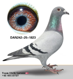 DAN-242-25-1823