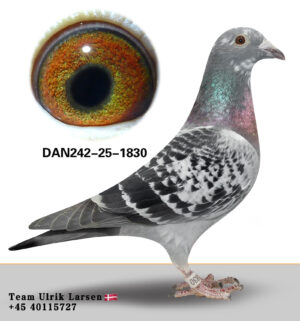 DAN-242-25-1830
