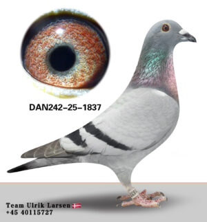 DAN-242-25-1837