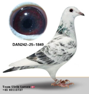 DAN-242-25-1849