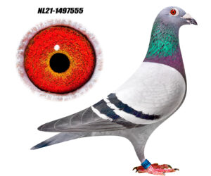 NL-21-1497555