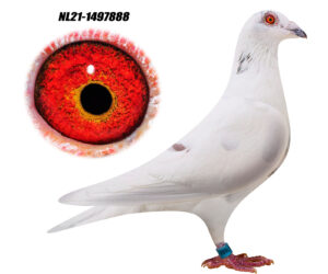 NL-21-1497888
