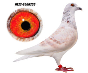 NL-22-8066233