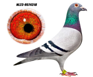 NL-23-9574318