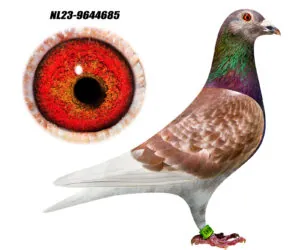 NL-23-9644685