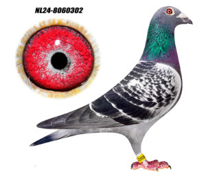 NL-24-8060302