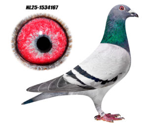 NL-25-1534167