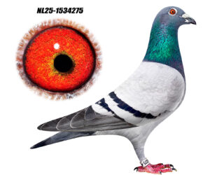 NL-25-1534275