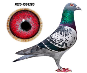 NL-25-1534285
