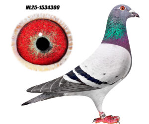 NL-25-1534300