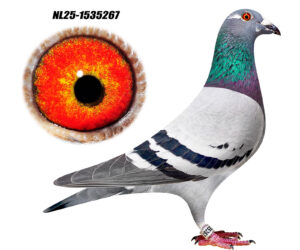 NL-25-1535267