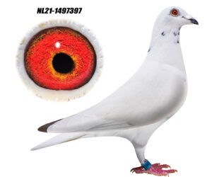 NL-21-1497397
