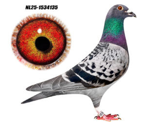 NL-25-1534135