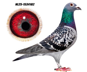 NL-25-1534182