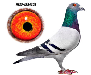 NL-25-1534252