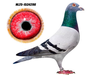 NL-25-1534296