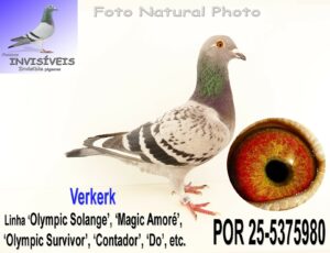PO-25-5375980