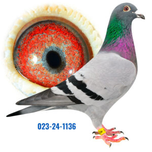 DAN-023-24-1136