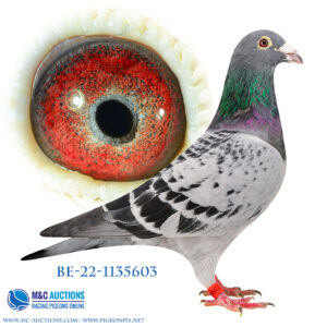BE-22-1135603