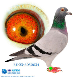 BE-23-6030034