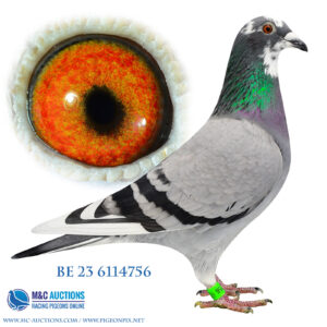 BE-23-6115756