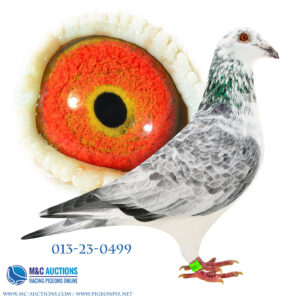 DAN-013-23-0499