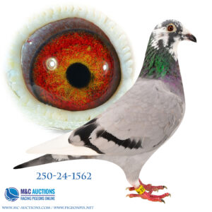 DAN-250-24-1562