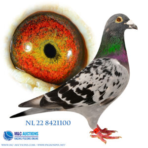 NL-22-8421100