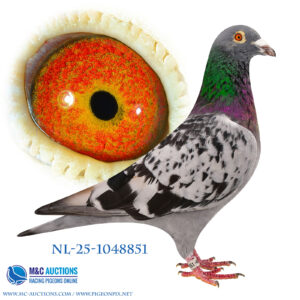 NL-25-1048851