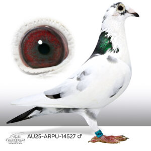 AU-25-ARPU-14527