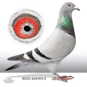 BE-20-6241913