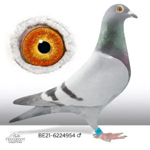 BE-21-6224954