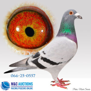 DAN-066-25-0557