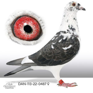 DAN-113-22-0487