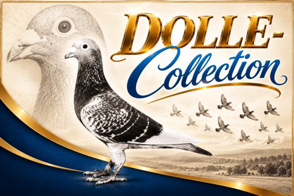 Dolle Collection