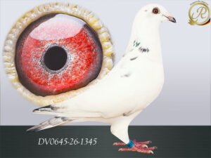 DV-00645-26-1345