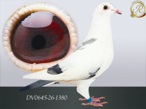 DV-00645-26-1380