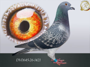 DV-00645-26-1421