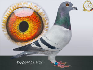 DV-00645-26-1426
