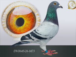 DV-00645-26-1473