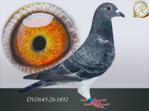 DV-00645-26-1492
