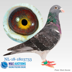 NL-18-1803733