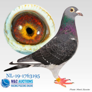NL-19-1763195