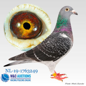 NL-19-1763249