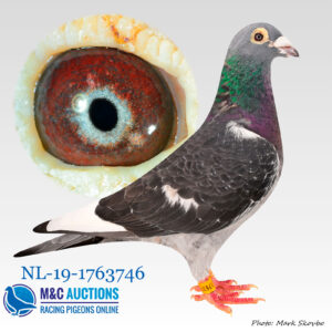 NL-19-1763746