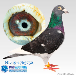 NL-19-1763752