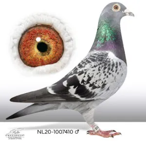 NL-20-1007410