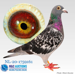 NL-20-1759161