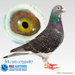 NL-20-1759187
