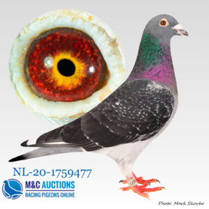 NL-20-1759477